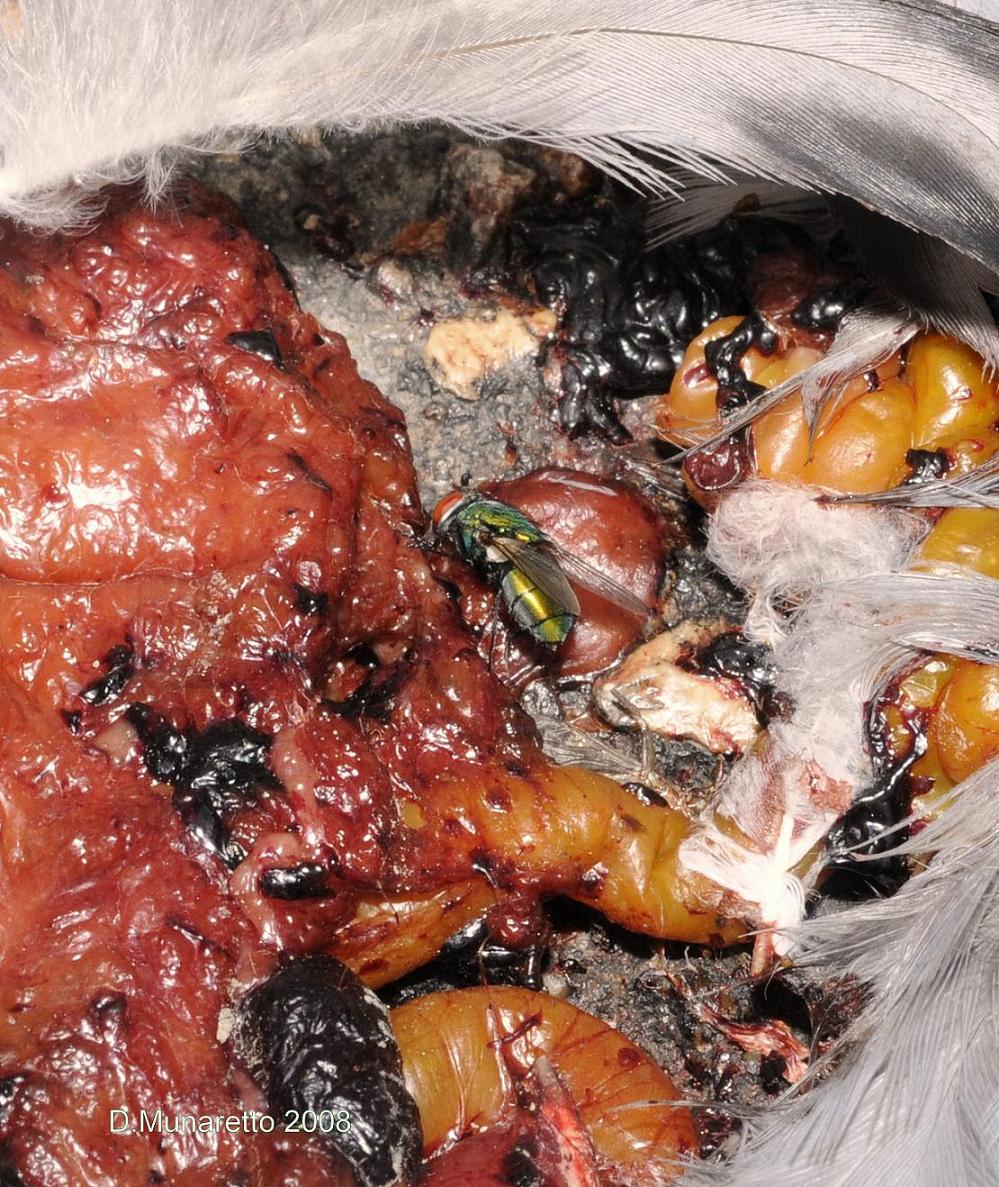 Mosca Carnaria